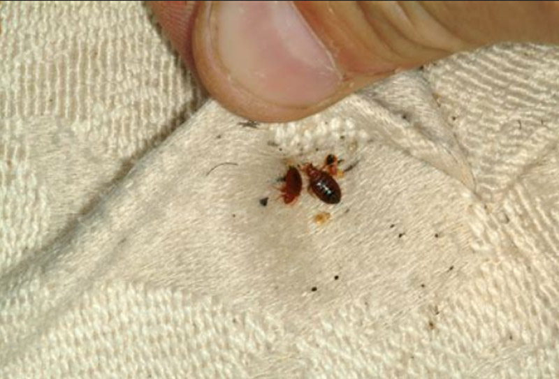 Bed Bug Exterminator In Oxford: Modern Approaches To Pest Control While Respecting Traditional Beliefs bed bug exterminator in Oxford